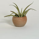 Mini Round Clay Vase #3