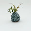 Kleybird Dotty bud vase with blue glaze and raised texture holding an air plant.