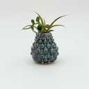 Kleybird Dotty bud vase with blue glaze and raised texture holding an air plant.