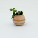 Kleybird Strata mini vase with striped clay bands and pale aqua interior holding a small succulent.