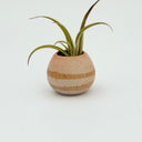 Kleybird Strata mini vase with striped clay bands and pale aqua interior holding a small airplant