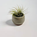 Celadon Green Mini Bud Vase