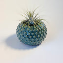 Small Turquoise Dotty Vase